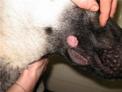 Лечение лишая у домашних животных